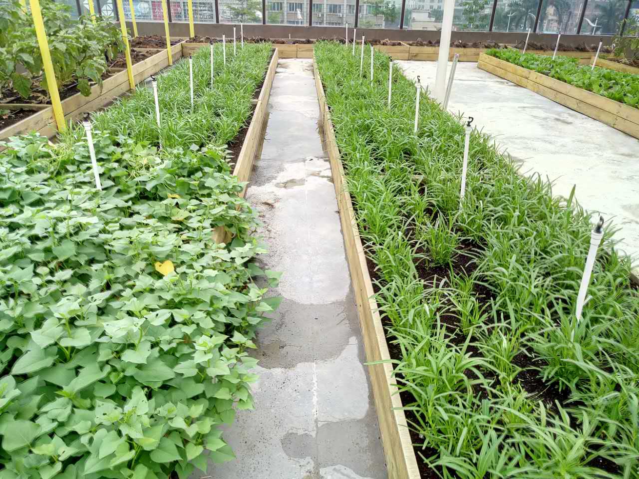 屋頂綠化：城市上空的綠色饋贈